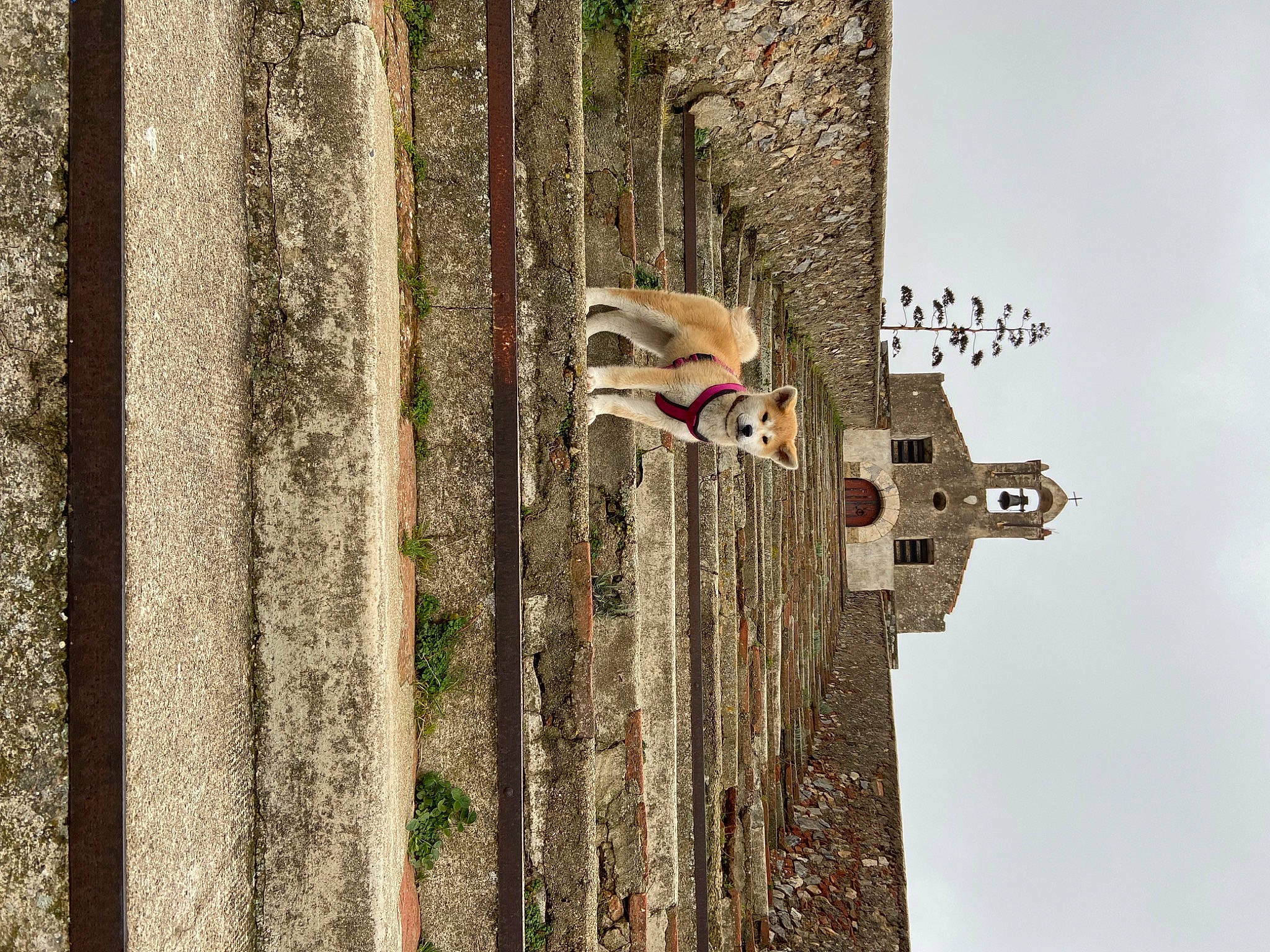 Truffe a rejoint le concours — aidez-le/la à gagner de superbes lots ! art, beak, bird_feeder, facade, fence, metal, perching_bird, pet_supply, plant, plant_stem, sky, terrestrial_animal, tree, trunk, twig, vertebrate, wildlife, wood