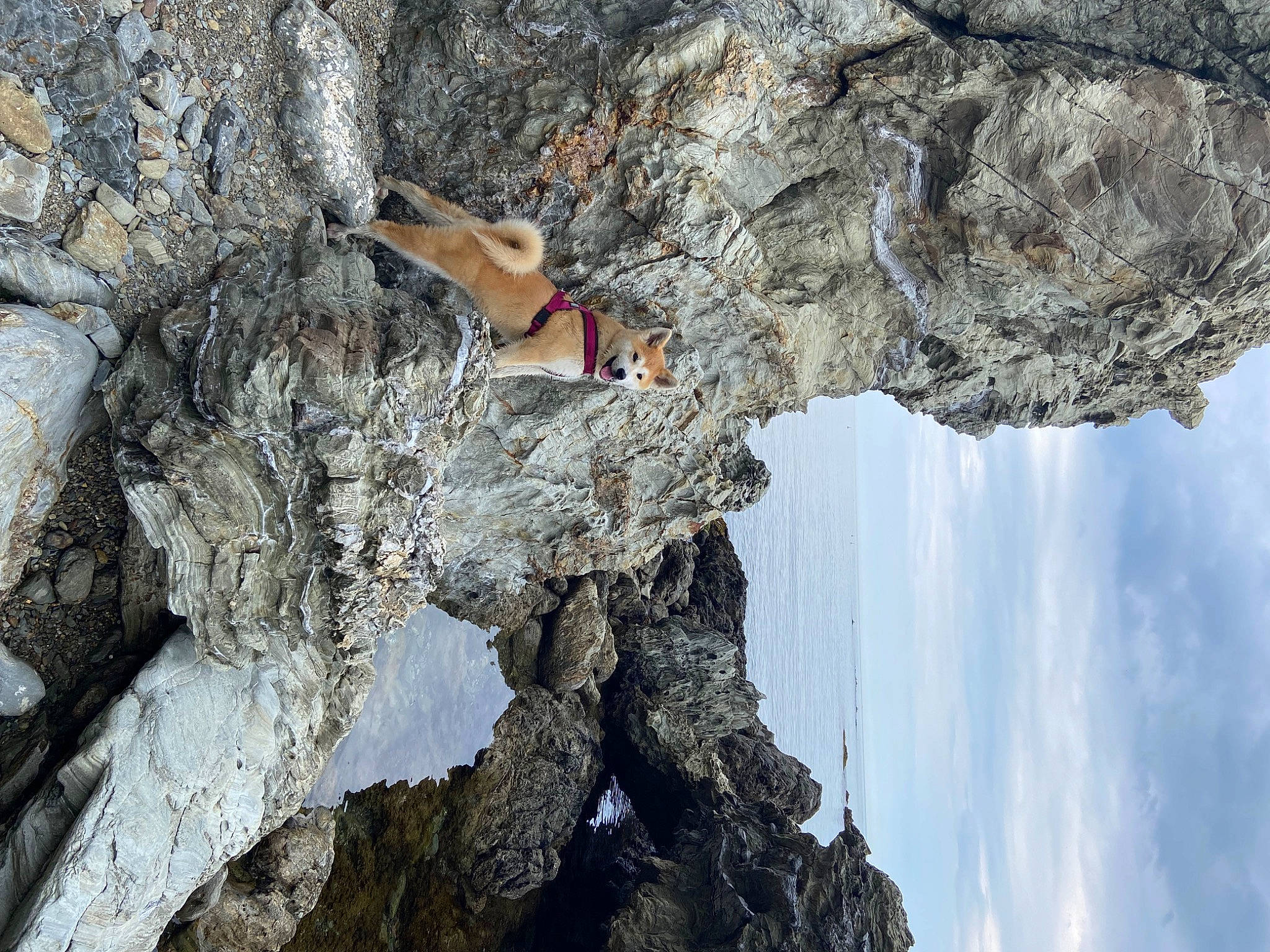 Truffe a rejoint le concours — aidez-le/la à gagner de superbes lots ! adventure, bedrock, climbing, cloud, escarpment, fault, formation, geology, klippe, mountain, outcrop, plant, recreation, rock, sky, sport_climbing, tree, trunk, water, wood