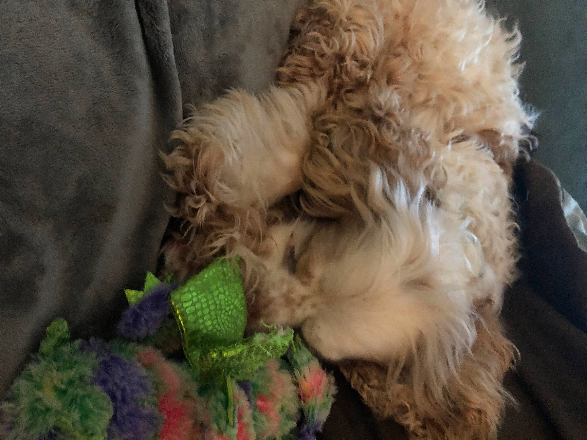 Beau joined the competition — help win amazing prizes! canidae, carnivore, cockapoo, companion_dog, dog, dog_breed, dog_clothes, dog_collar, dog_supply, fawn, fur, labradoodle, pet_supply, poodle, small_terrier, snout, sporting_group, terrier, toy_dog, vertebrate