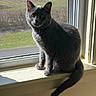 Ren joined the competition — help win amazing prizes! animal, cat, curious, daylight, ears, eyes, feline, fur, gray_cat, home, indoors, pet, portrait, screen, sitting, sunlight, tail, whiskers, window, windowsill