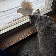 Ren is registered to the contest to win money with this photo: animal, brown_squirrel, cat, curious, ears, fur, glass, gray_cat, home, indoors, nature, screen, squirrel, standoff, tail, watching, wildlife, window, window_screen, wooden_sill