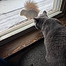 animal, brown_squirrel, cat, curious, ears, fur, glass, gray_cat, home, indoors, nature, screen, squirrel, standoff, tail, watching, wildlife, window, window_screen, wooden_sill