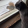 Ren joined the competition — help win amazing prizes! cat, mouse, animal, window, window_screen, indoors, curious, watching, standoff, closeup, gray_cat, rodent, glass, windowsill, wood, floor, feline, outdoor_mouse, daylight, photography