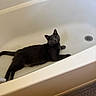 Ren joined the competition — help win amazing prizes! animal, bathroom, bathroom_fixture, bathtub, cat, curious, drain, feline, fur, gray_cat, home, indoors, lounging, lying_down, pet, portrait, relaxed, tile, white_tub, yellow_eyes