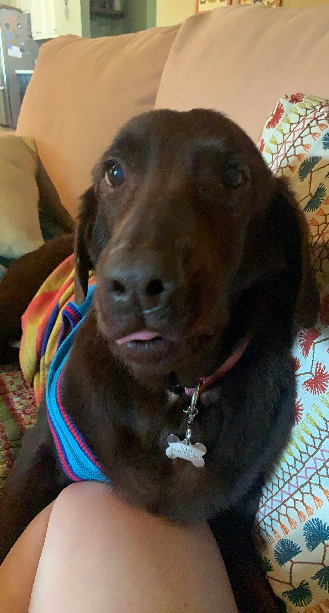 Coco joined the competition — help win amazing prizes! borador, canidae, carnivore, collar, companion_dog, dog, dog_breed, dog_collar, dog_supply, ear, fawn, fur, gun_dog, jaw, liver, pet_supply, snout, sporting_group, whiskers, working_animal