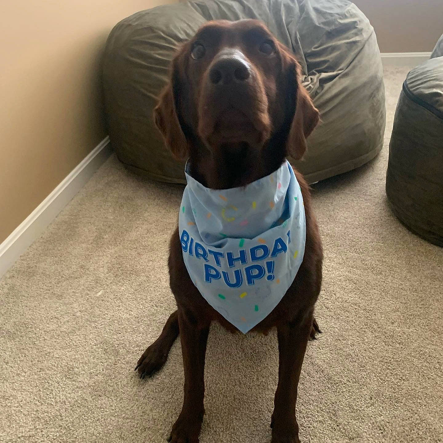 Coco is registered to the contest to win money with this photo: canidae, carnivore, collar, comfort, companion_dog, dog, dog_breed, dog_collar, dog_supply, electric_blue, fawn, gun_dog, leash, liver, pet_supply, snout, sporting_group, tail, whiskers, working_animal