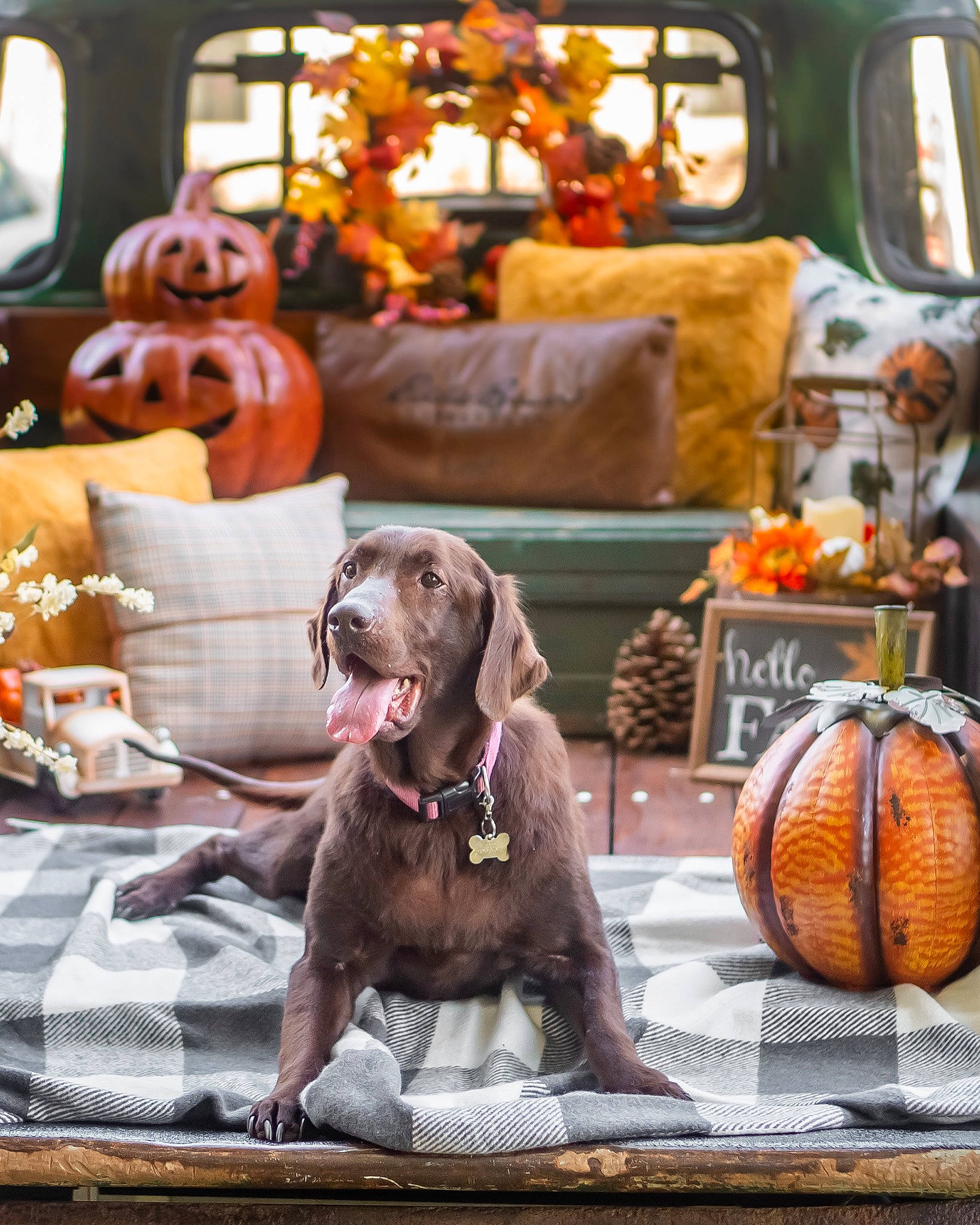 Coco is registered to the contest to win money with this photo: brown, calabaza, carnivore, chair, collar, companion_dog, couch, cucurbita, dog, dog_breed, dog_collar, dog_supply, fawn, gourd, grey, liver, orange, pumpkin, snout, working_animal