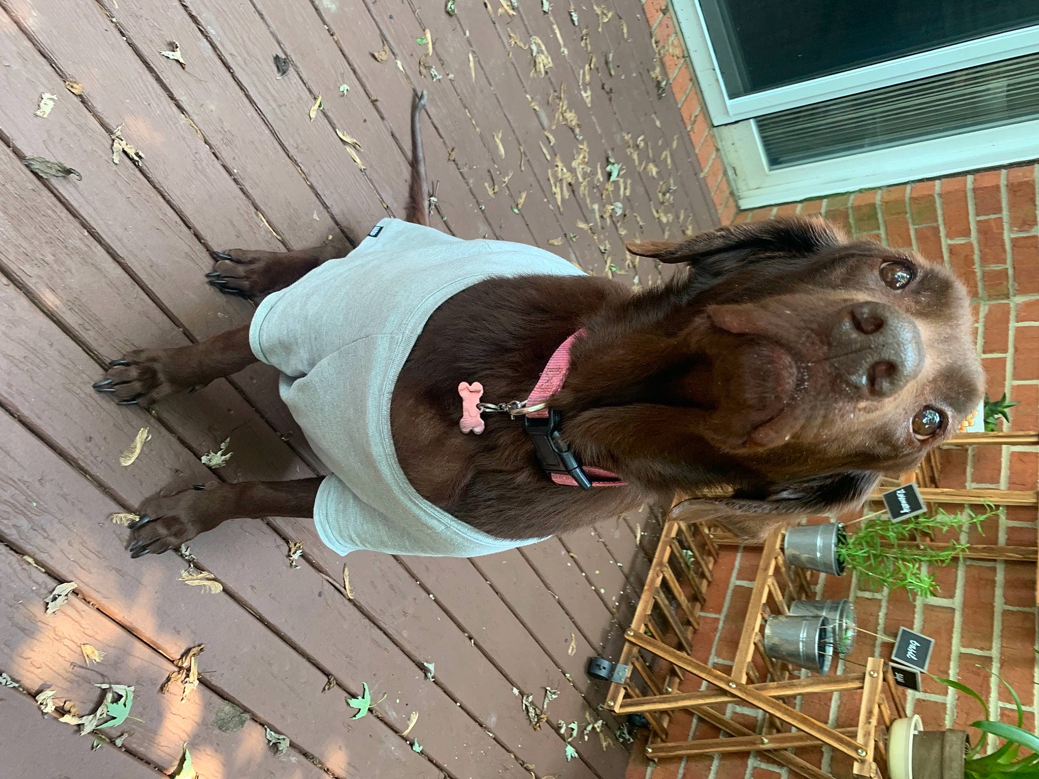 Coco is registered to the contest to win money with this photo: animal_shelter, canidae, carnivore, companion_dog, dog, dog_breed, fawn, fur, guard_dog, hardwood, liver, mammal, pet_supply, snout, sporting_group, terrestrial_animal, vertebrate, window, wood, working_animal