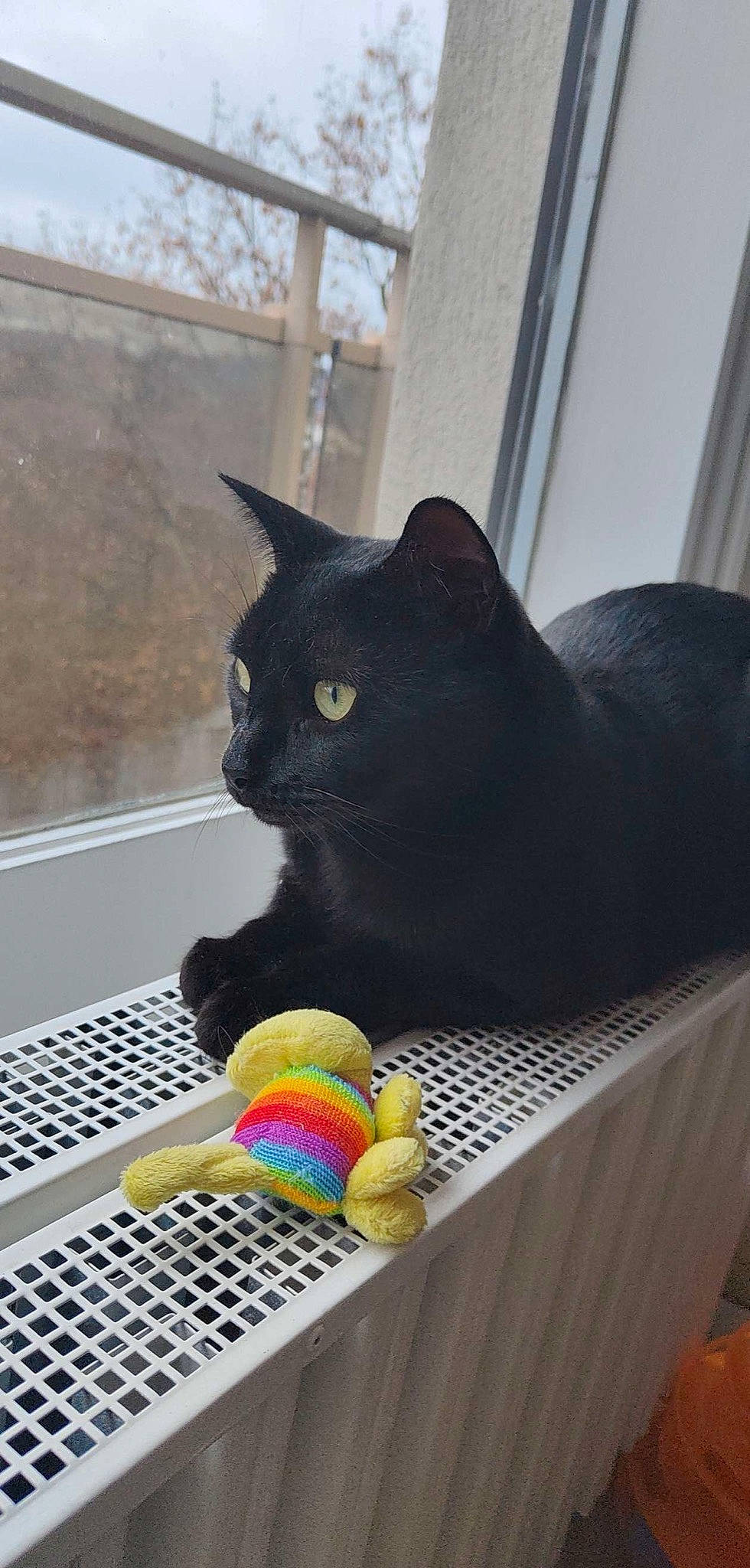 Malmö a rejoint le concours — aidez-le/la à gagner de superbes lots ! animal_shelter, basket, black_cat, bombay, carnivore, cat, cat_supply, domestic_short_haired_cat, felidae, fur, grey, mesh, pet_supply, small_to_medium_sized_cats, snout, tail, toy, vertebrate, whiskers, window