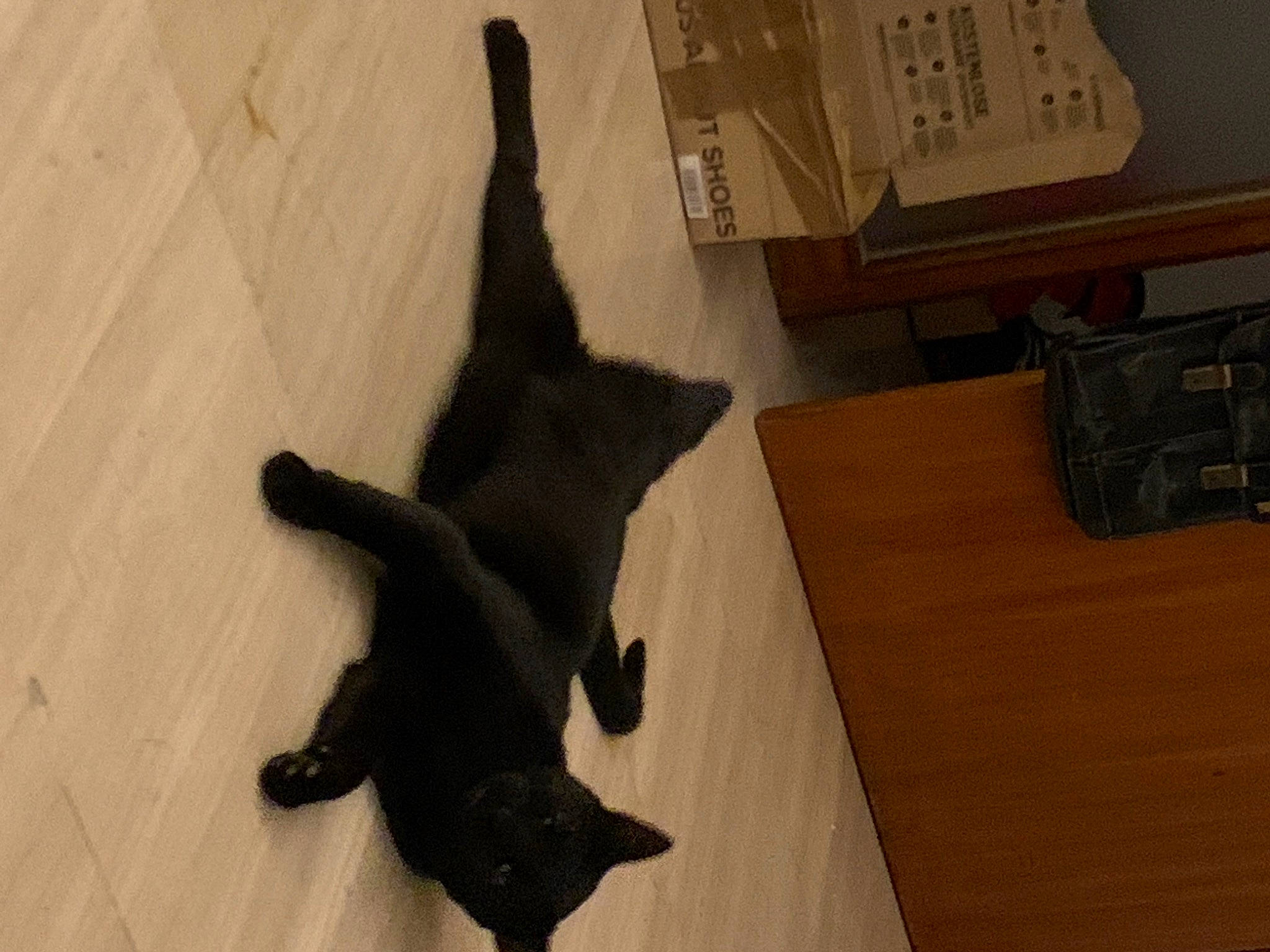 Malmö participe au concours pour gagner de l'argent avec cette photo : black_cat, carnivore, cat, claw, companion_dog, dog_breed, domestic_short_haired_cat, felidae, flooring, foot, fur, hardwood, light_switch, shadow, small_to_medium_sized_cats, tail, terrestrial_animal, whiskers, wood, wood_flooring