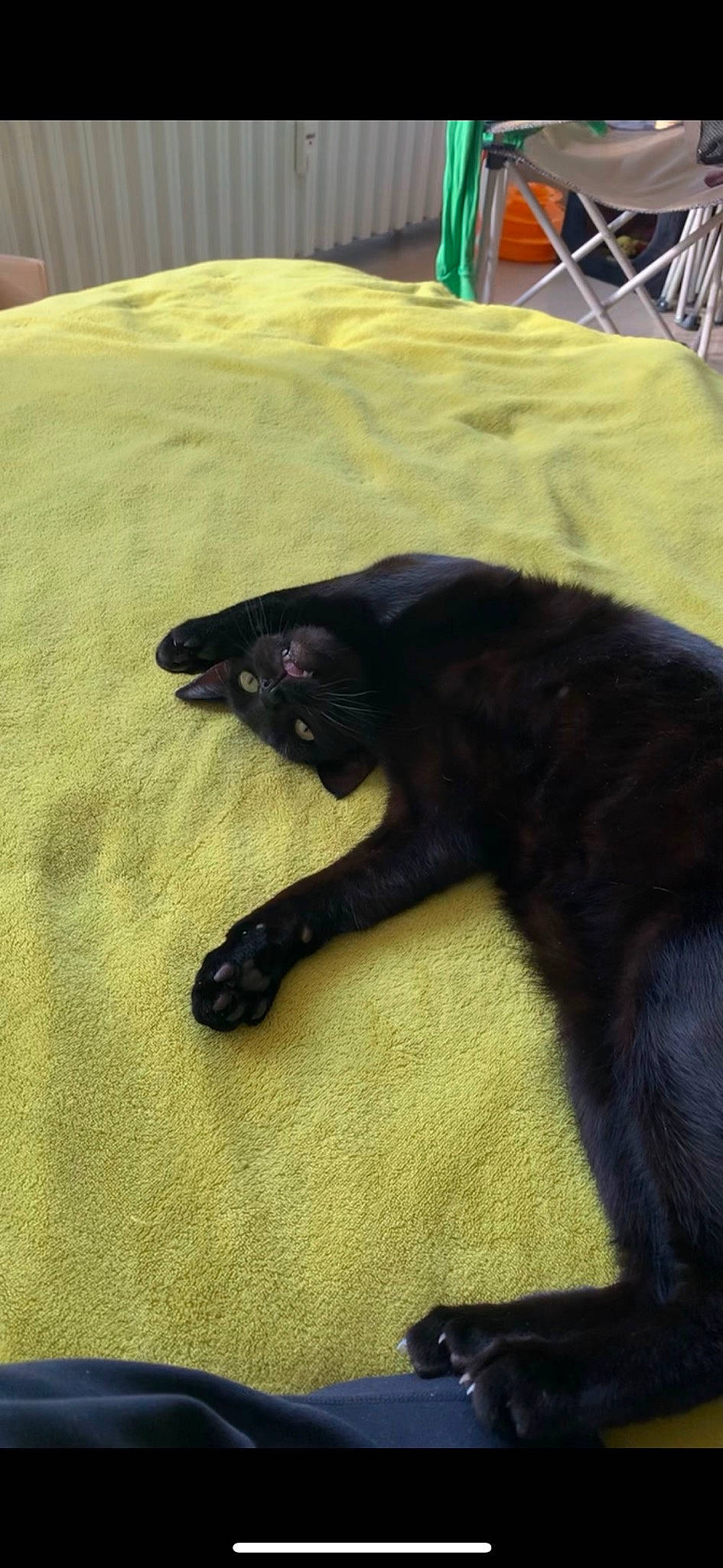 Malmö participe au concours pour gagner de l'argent avec cette photo : black_cat, bombay, brown, canidae, carnivore, cat, claw, comfort, dog_breed, domestic_short_haired_cat, felidae, fur, grass, small_to_medium_sized_cats, snout, sporting_group, tail, terrestrial_animal, tints_and_shades, whiskers