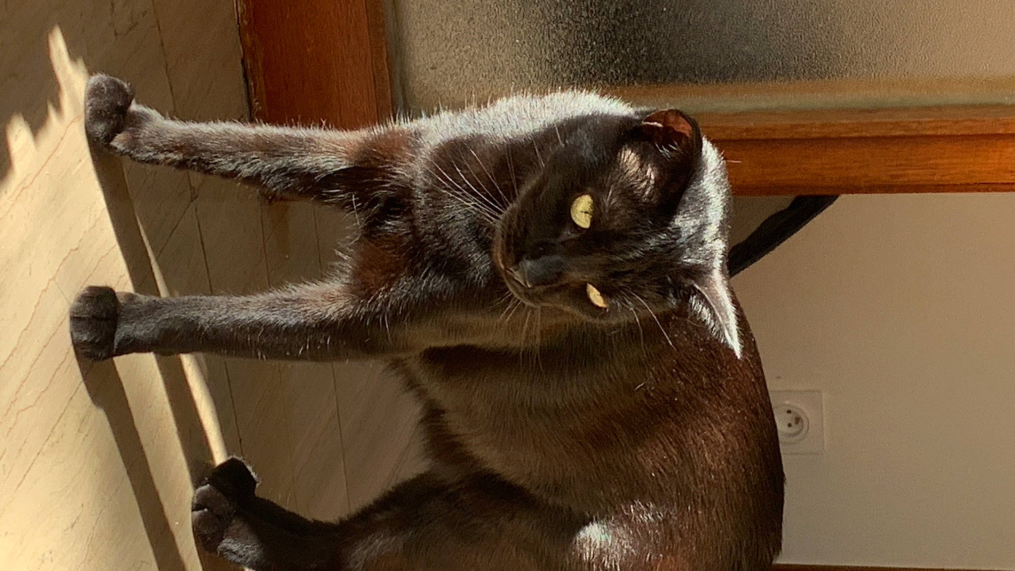 Malmö a rejoint le concours — aidez-le/la à gagner de superbes lots ! black_cat, carnivore, cat, claw, domestic_short_haired_cat, fawn, felidae, flooring, fur, havana_brown, paw, small_to_medium_sized_cats, snout, tail, terrestrial_animal, whiskers, window, wood