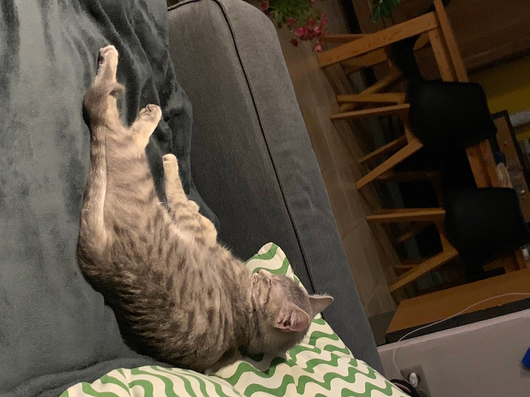 Oni participe au concours pour gagner de l'argent avec cette photo : armrest, art, carnivore, cat, chair, comfort, felidae, flooring, foot, fur, mammal, plant, room, sitting, small_to_medium_sized_cats, sporting_group, tail, vertebrate, whiskers, wood