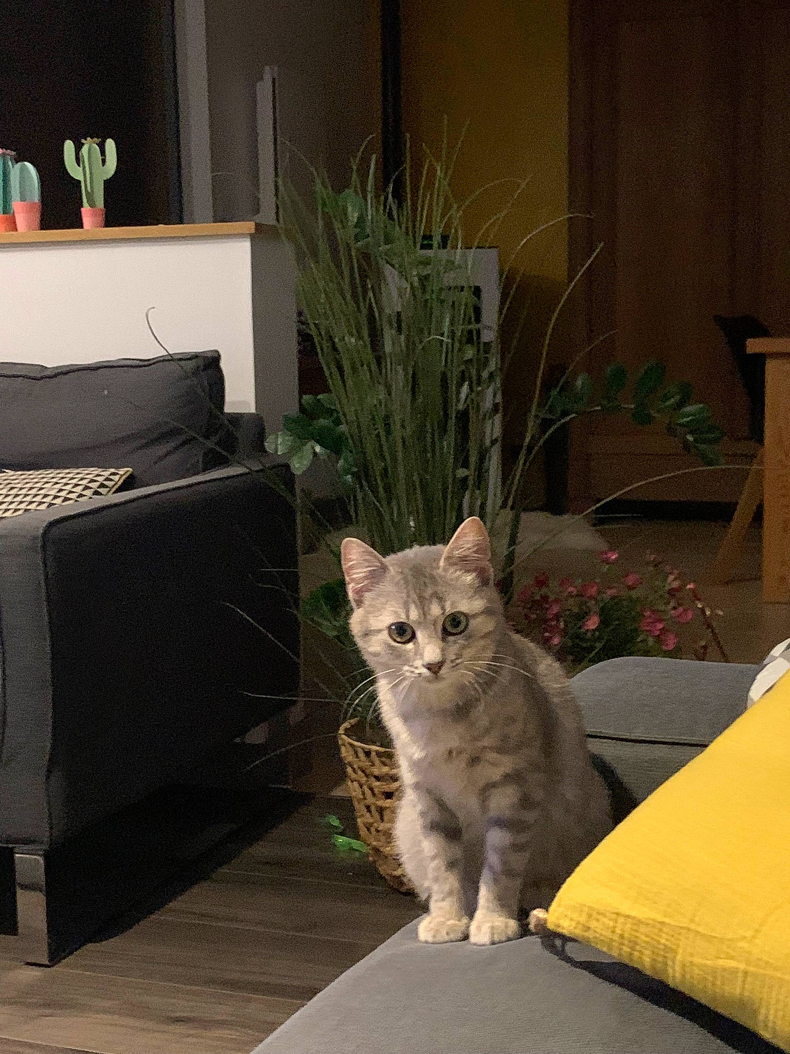Oni participe au concours pour gagner de l'argent avec cette photo : carnivore, cat, comfort, couch, fawn, felidae, floor, flooring, flowerpot, furniture, grey, hardwood, houseplant, interior_design, light, plant, small_to_medium_sized_cats, table, whiskers, wood