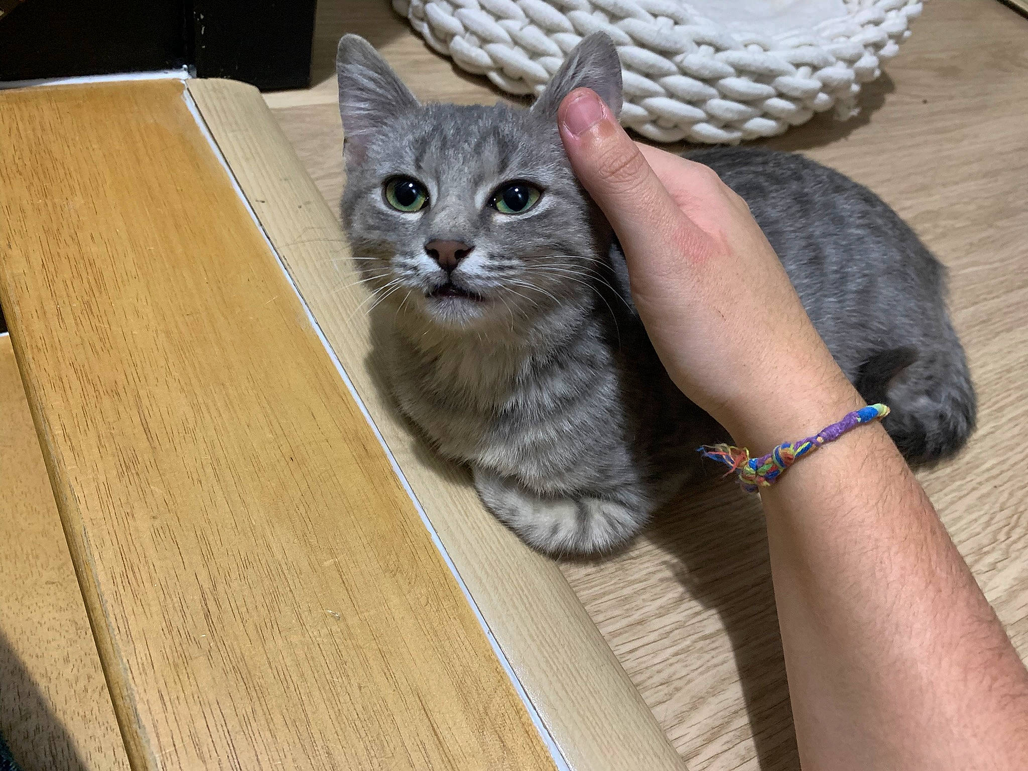 Oni participe au concours pour gagner de l'argent avec cette photo : carnivore, cat, domestic_short_haired_cat, fashion_accessory, fawn, felidae, flooring, fur, grey, hardwood, paw, plank, plywood, small_to_medium_sized_cats, tail, varnish, whiskers, wood, wood_flooring, wood_stain