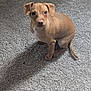 puppy, dog, brown, pet, carpet, indoor, young, cute, small, animal, sitting, looking, ears, tail, fur, companion, adorable, friendly, domestic, canine