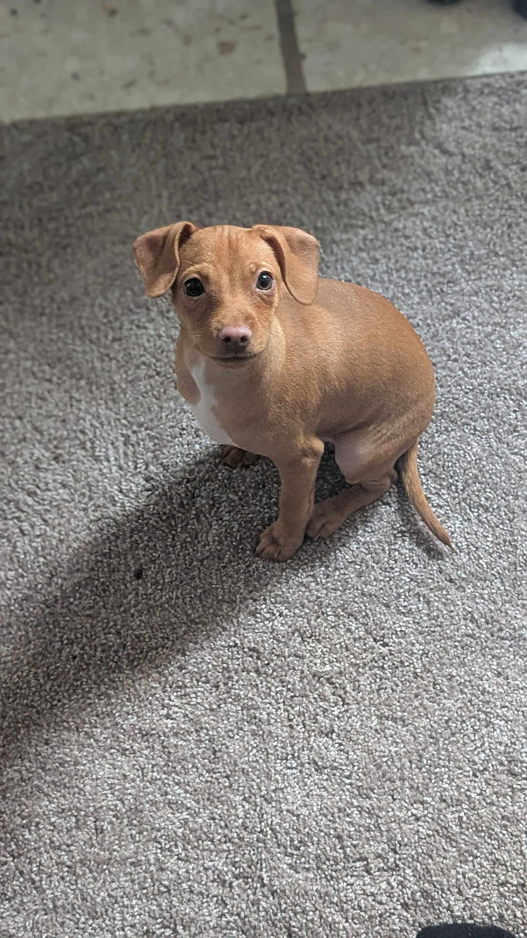 Luca joined the competition — help win amazing prizes! puppy, dog, brown, pet, carpet, indoor, young, cute, small, animal, sitting, looking, ears, tail, fur, companion, adorable, friendly, domestic, canine