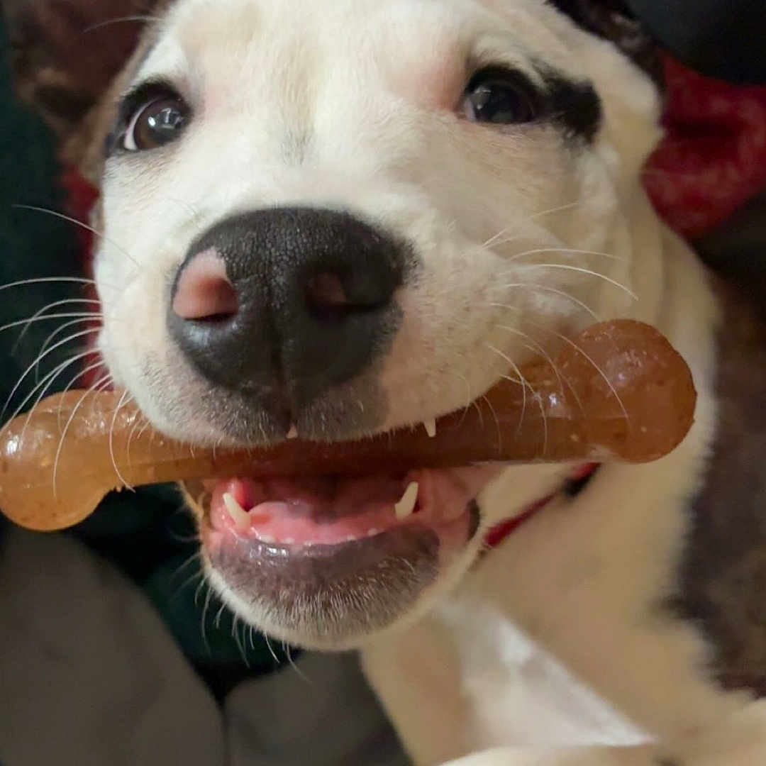 Bruno is registered to the contest to win money with this photo: animal, bone, canine, chew_toy, close_up, cute, dog, domestic_animal, ears, face, friendly, fur, happy, indoor, mouth, nose, pet, playful, teeth, whiskers