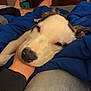 Bruno joined the competition — help win amazing prizes! dog, sleepy, hand, blue_blanket, resting, indoor, person, feet, jeans, comfort, pet, relaxation, bedroom, casual, domestic, cute, animal, canine, cozy, soft