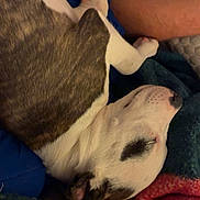 Bruno joined the competition — help win amazing prizes! dog, sleeping, blanket, paw, fur, resting, indoor, cozy, human_arm, comfort, relaxation, animal, pet, snout, colorful, warm, closeup, napping, soft, domestic