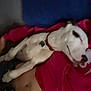 Bruno is registered to the contest to win money with this photo: dog, sleeping, person, red_clothing, white_dog, black_markings, collar, indoor, couch, blue_cushion, relaxing, nap, human_stomach, casual, resting, pet, animal, comfort, closeup, blurred
