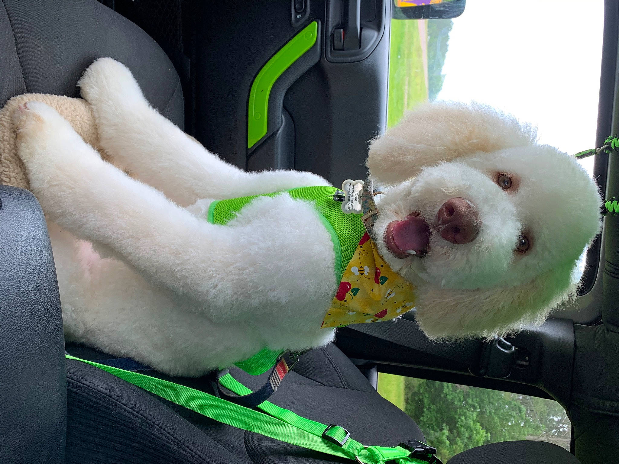 Dixie joined the competition — help win amazing prizes! canidae, car_seat, carnivore, companion_dog, dog, dog_breed, non_sporting_group, seat_belt, snout, sporting_group