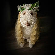 Dixie is registered to the contest to win money with this photo: dog, flower_crown, curly_hair, blonde_wig, pet, portrait, animal, cute, costume, indoor, brown_eyes, long_hair, adorable, looking_up, dark_background, whimsical, floral, sitting, fur, closeup