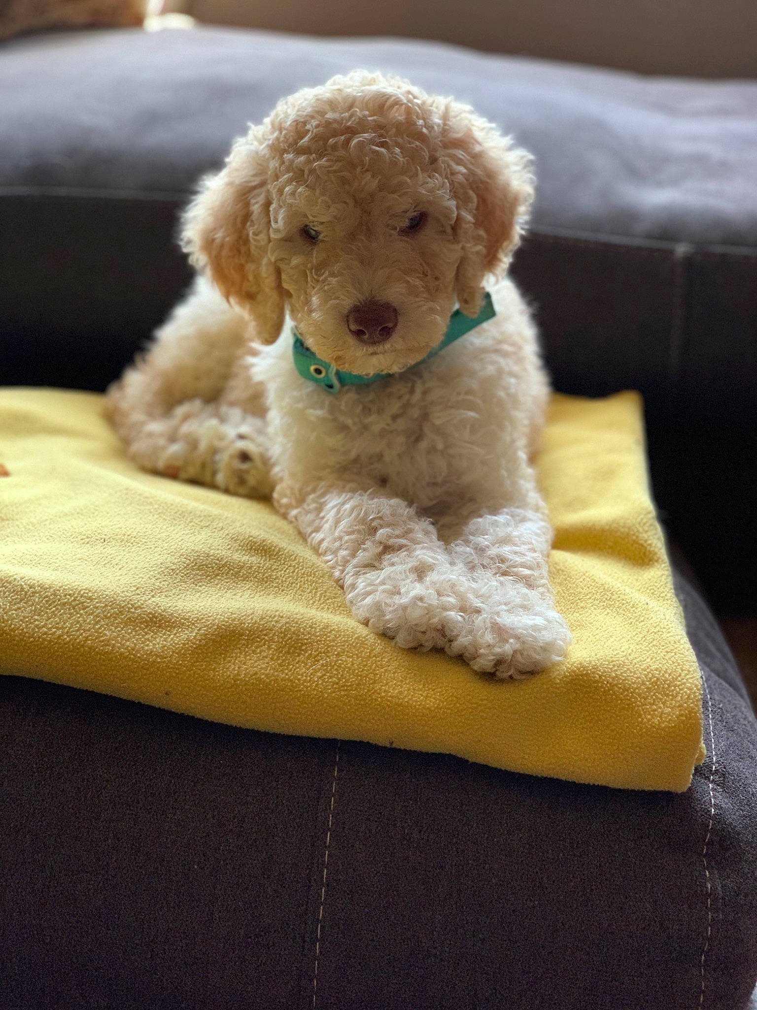 Dixie is registered to the contest to win money with this photo: beige, canidae, carnivore, companion_dog, dog, dog_breed, furniture, goldendoodle, labradoodle, linens, non_sporting_group, pillow, poodle, puppy, spanish_water_dog, sporting_group, stuffed_toy, toy, toy_dog, toy_poodle