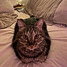 Laurie is registered to the contest to win money with this photo: tabby_cat, cat, pet, indoor, bed, pillow, bow_tie, collar, feline, whiskers, ears, fur, cozy, fairy_lights, soft_lighting, striped, loaf_position, cute, domestic_cat, resting