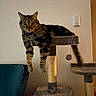 cat, tabby, cat_tree, indoor, relaxed, pet, fur, whiskers, paws, dangling_paw, furniture, chair, thermostat, domestic_animal, mammal, cute, animal, resting, home, cozy