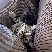 Laurie is registered to the contest to win money with this photo: cat, tabby, pet, indoor, cozy, cushion, furniture, striped, whiskers, relaxed, cute, animal, fur, paw, resting, closeup, curious, striped_cat, home, comfy