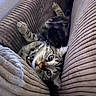 cat, tabby, pet, indoor, cozy, cushion, furniture, striped, whiskers, relaxed, cute, animal, fur, paw, resting, closeup, curious, striped_cat, home, comfy