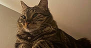 Laurie joined the competition — help win amazing prizes! cat, tabby, indoor, cat_tree, feline, pet, animal, fur, whiskers, ears, paws, collar, bell, resting, closeup, portrait, domestic, cute, relaxed, mammal