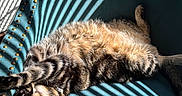 Laurie joined the competition — help win amazing prizes! cat, comfortable, cozy, feline, fur, home, indoor, light, nap, pattern, paw, pet, relaxing, shadow, sleepy, stretching, striped_fur, sunlight, tabby, teal_chair