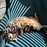Laurie joined the competition — help win amazing prizes! cat, tabby, striped_fur, stretching, sunlight, shadow, teal_chair, indoor, relaxing, pet, feline, sleepy, cozy, pattern, light, paw, fur, home, comfortable, nap