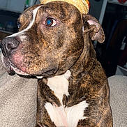 Bonita joined the competition — help win amazing prizes! dog, brindle, white_chest, blanket, indoor, pet, hat, cute, curious, canine, fur, animal, cozy, closeup, portrait, resting, domestic, brown, beige, wearing_hat