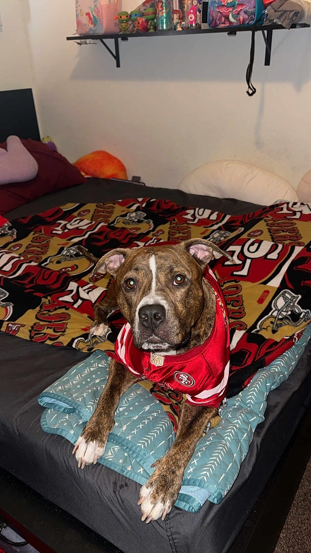 Bonita is registered to the contest to win money with this photo: dog, bed, blanket, quilt, shelf, toy, indoor, pet_clothing, brindle, canine, furniture, resting, looking_at_camera, red_clothing, home, comfort, domestic, animal, cute, cozy