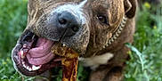 Bonita is registered to the contest to win money with this photo: dog, bone, grass, outdoor, pet, brindle, close_up, chewing, animal, playful, nature, canine, tongue, paw, collar, happy, fur, mouth, tongue_out, daylight