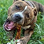 dog, bone, grass, outdoor, pet, brindle, close_up, chewing, animal, playful, nature, canine, tongue, paw, collar, happy, fur, mouth, tongue_out, daylight
