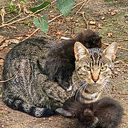 Itty Bitty is registered to the contest to win money with this photo: adorable, animal_family, baby_animals, black_cat, cat, ears, fluffy, forest_floor, furry, kittens, leaves, lying_down, mother_cat, nature, outdoor, pet, sitting, tabby_cat, whiskers, wildlife