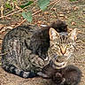 adorable, animal_family, baby_animals, black_cat, cat, ears, fluffy, forest_floor, furry, kittens, leaves, lying_down, mother_cat, nature, outdoor, pet, sitting, tabby_cat, whiskers, wildlife