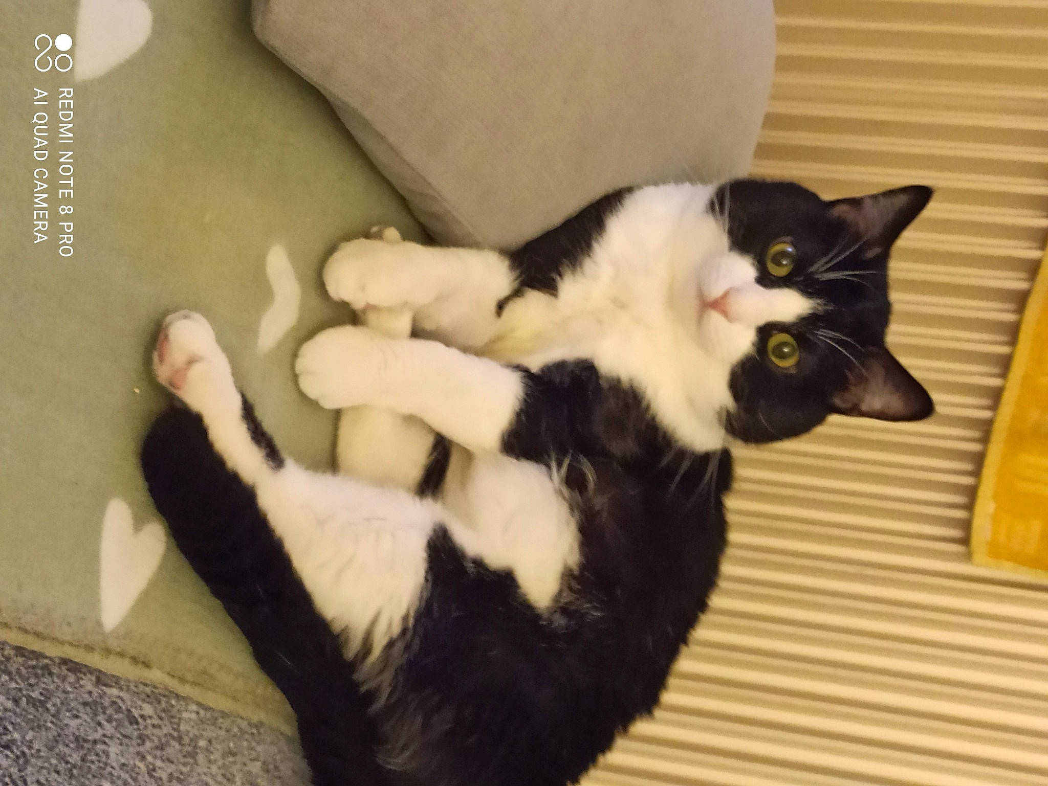 Charly participe au concours pour gagner de l'argent avec cette photo : black_cat, carnivore, cat, claw, comfort, domestic_short_haired_cat, felidae, flooring, formal_wear, fur, hardwood, mammal, paw, room, small_to_medium_sized_cats, snout, tail, vertebrate, whiskers, wood