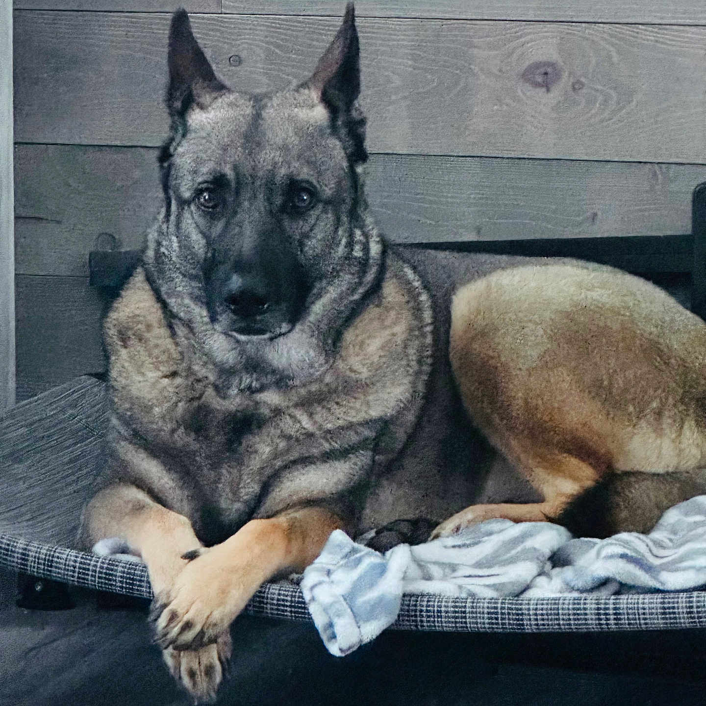 Mr Seager joined the competition — help win amazing prizes! animal, blanket, canine, companion, cute, dog, domestic, ears, face, fur, german_shepherd, indoor, looking_at_camera, mammal, paw, pet_bed, portrait, relaxed, resting, wooden_wall