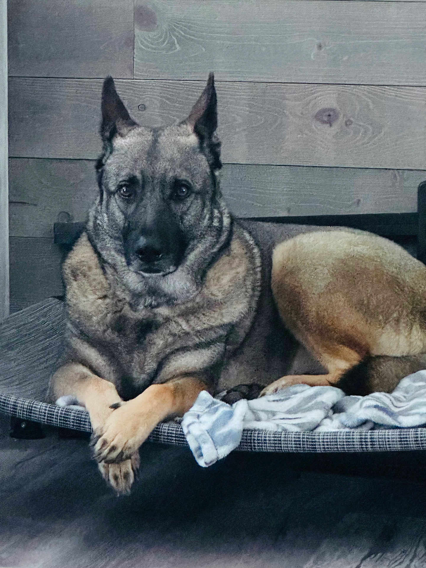 Mr Seager joined the competition — help win amazing prizes! dog, german_shepherd, pet_bed, blanket, wooden_wall, indoor, resting, animal, canine, fur, ears, paw, face, looking_at_camera, relaxed, companion, domestic, cute, mammal, portrait