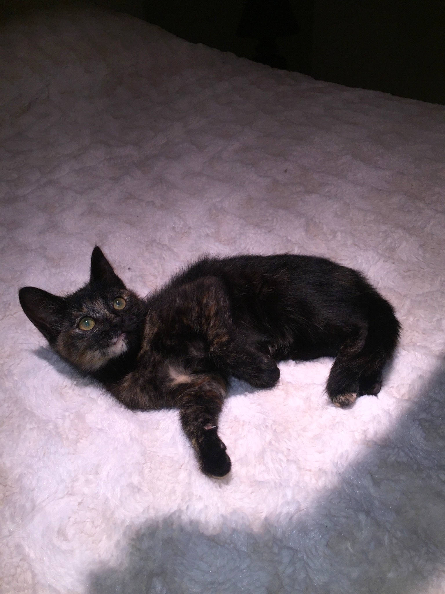 Pipa a rejoint le concours — aidez-le/la à gagner de superbes lots ! black, black_and_white, black_cat, carnivore, cat, domestic_short_haired_cat, eye, felidae, fur, german_rex, kitten, paw, small_to_medium_sized_cats, snout, tail, whiskers