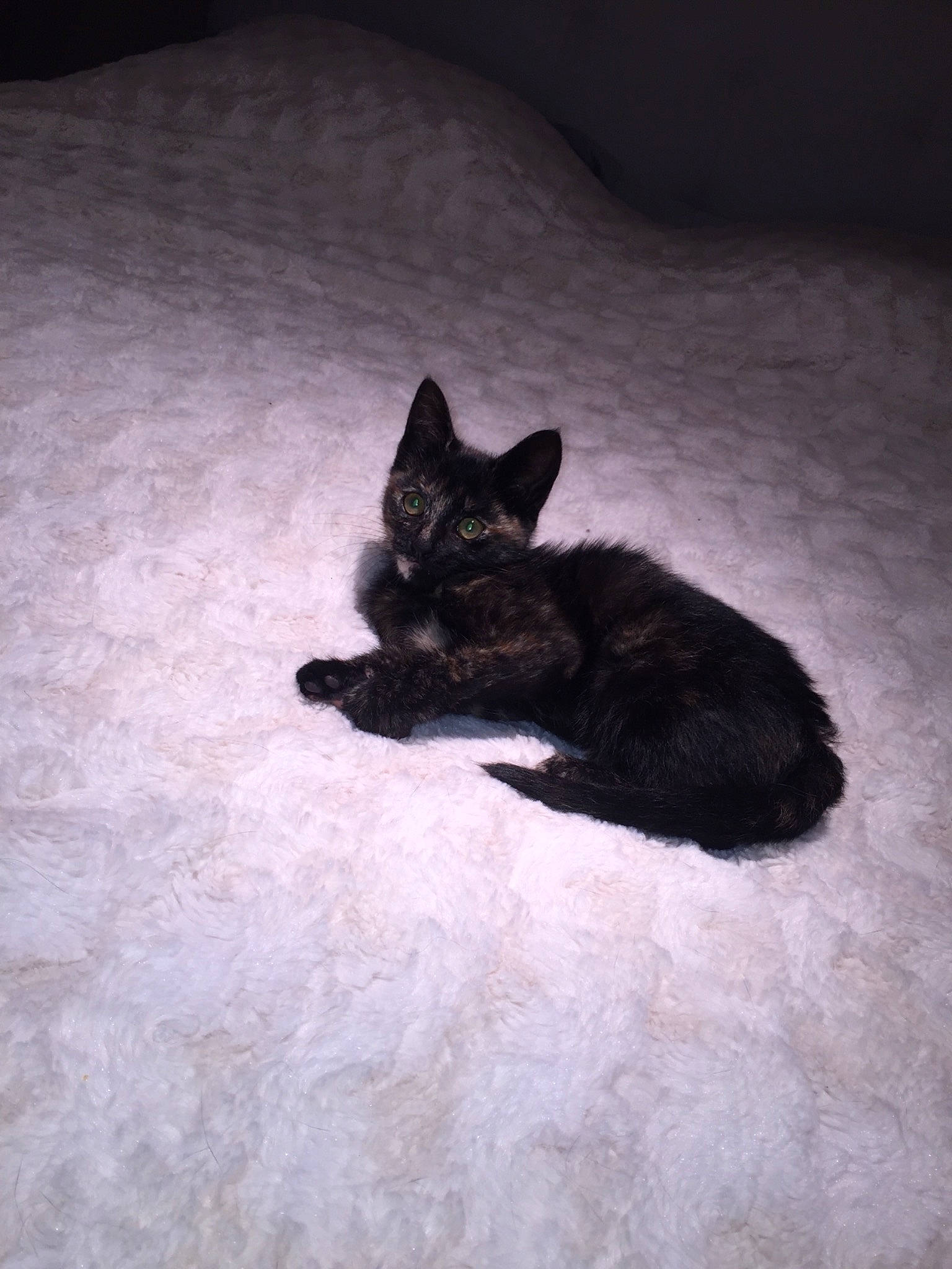 Pipa participe au concours pour gagner de l'argent avec cette photo : black, black_and_white, black_cat, canidae, carnivore, cat, ear, felidae, fur, kitten, small_to_medium_sized_cats, snout, tail, whiskers