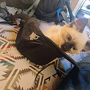 Tiny Meow-Meow joined the competition — help win amazing prizes! animal, backpack, black_cap, blanket, cap, cat, closeup, clutter, curious, cute, denim, fabric, feline, indoor, kitten, patterned_blanket, pet, resting, siamese_cat, young