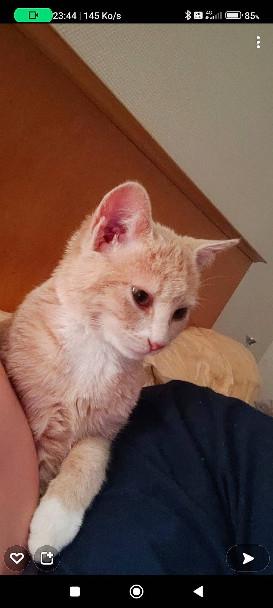 Noisette participe au concours pour gagner de l'argent avec cette photo : carnivore, cat, claw, comfort, domestic_short_haired_cat, ear, fawn, felidae, fur, paw, small_to_medium_sized_cats, snout, tail, whiskers, window