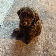 Archie joined the competition — help win amazing prizes! puppy, dog, brown, curly_fur, pet, carpet, indoor, cute, animal, sitting, looking_up, fur, young_dog, domestic_animal, companion, adorable, small_dog, canine, friendly, curious