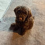 puppy, dog, brown, curly_fur, pet, carpet, indoor, cute, animal, sitting, looking_up, fur, young_dog, domestic_animal, companion, adorable, small_dog, canine, friendly, curious